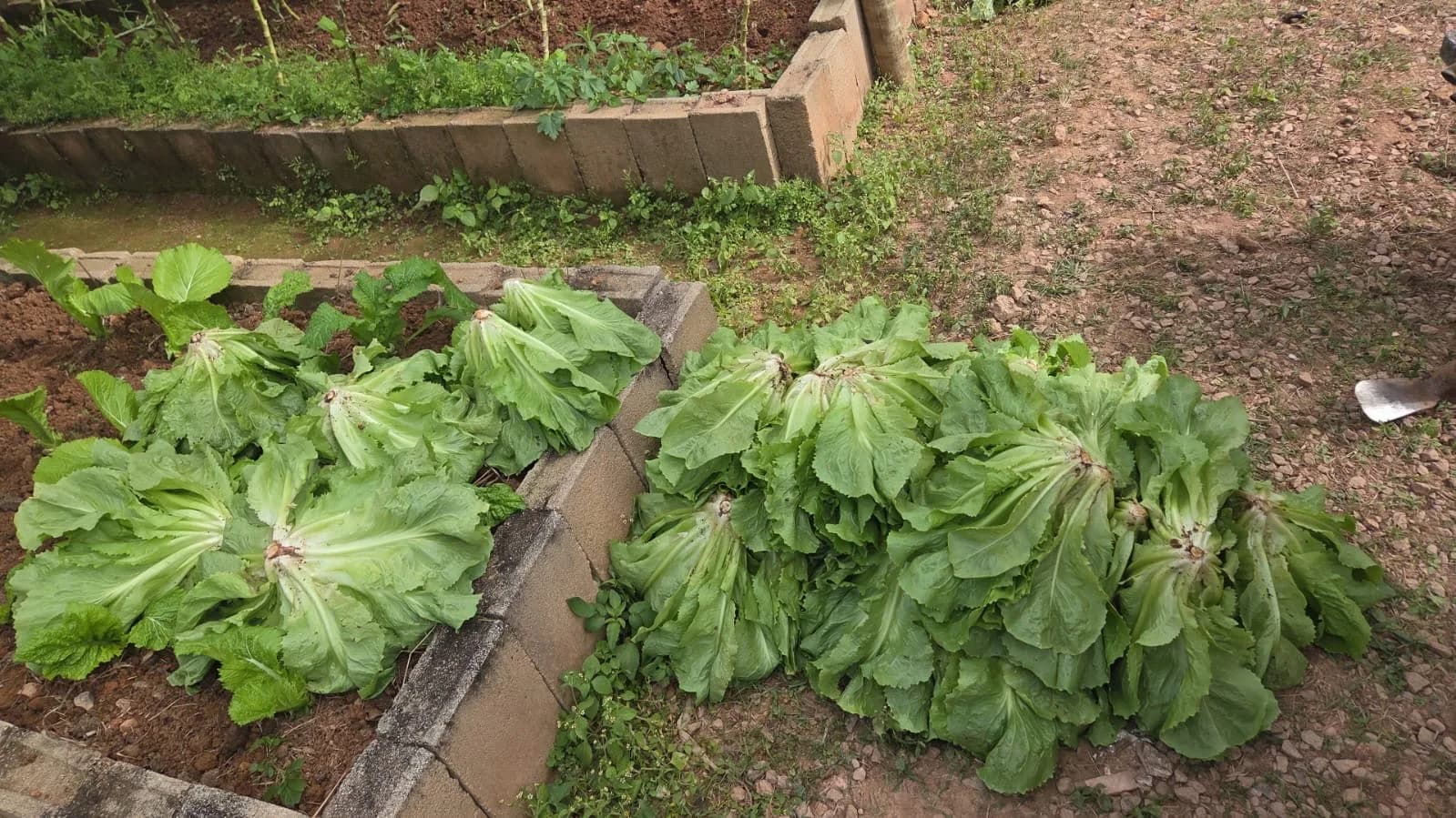Alfaces recém-colhidas na horta do Projeto Planta-Ação